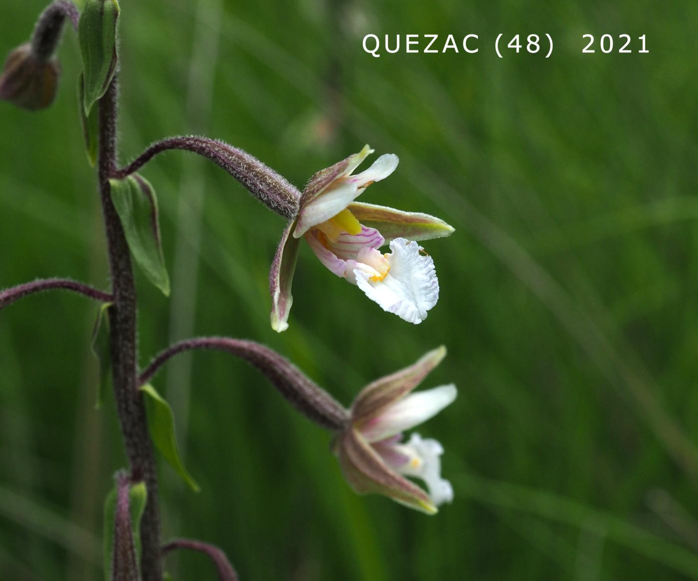 Helleborine, Marsh flower